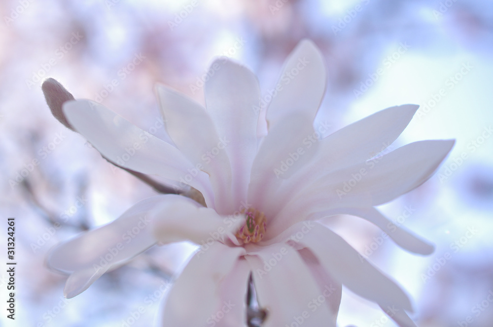 Fototapeta premium シデコブシの花