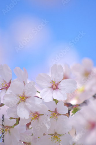 桜の花と青空