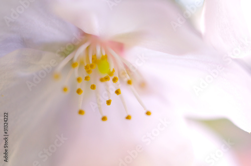 桜の花のアップ