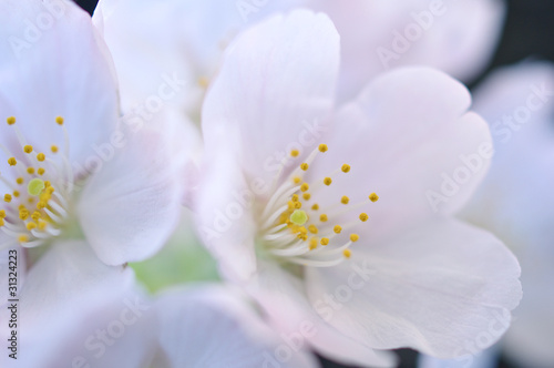 桜の花のアップ