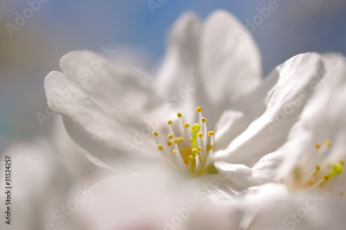 桜の花のアップ