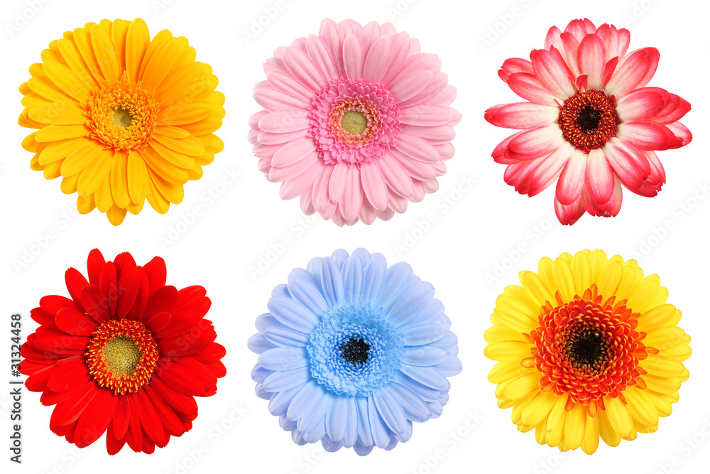 Bunte Blumen Sammlung im Frühling Bunte Blumen Sammlung im Frühling