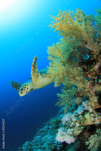 Coral reef and Hawksbill Turtle © Richard Carey