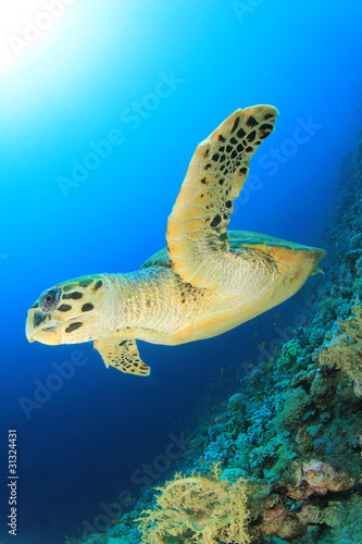 Hawksbill Turtle (Eretmochelys imbricata)