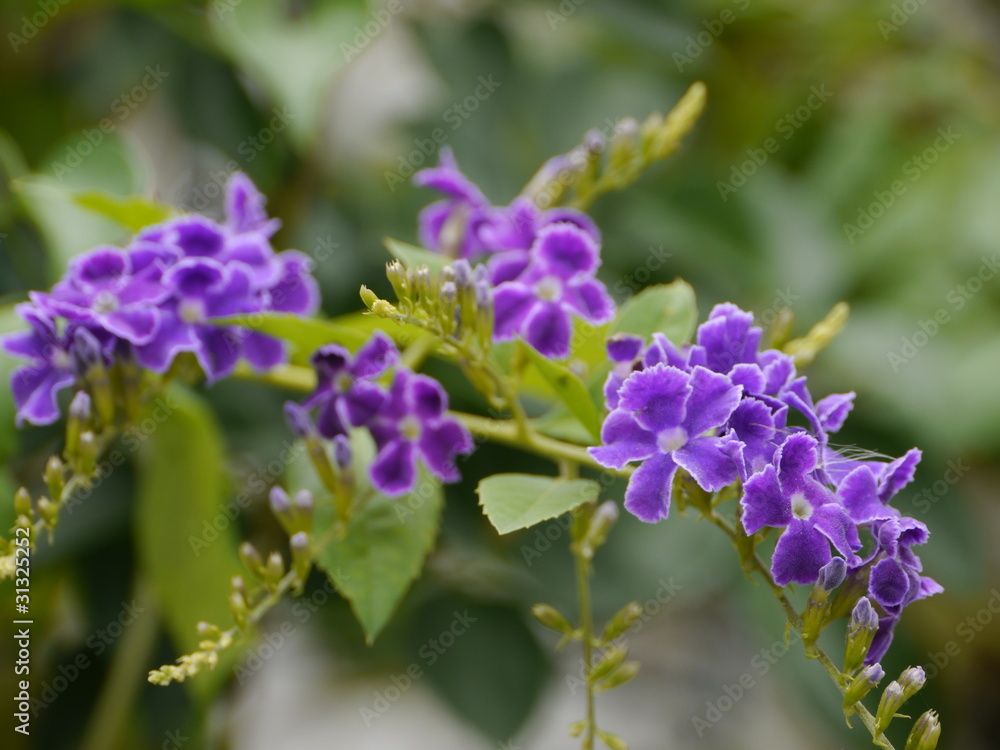 Purple Flowers, Golden Dewdrop, Skyflower, Duranta Repens. Purple Flowers, Golden Dewdrop, Skyflower, Duranta Repens.