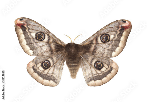 Small emperor moth (Saturnia pavonia) isolated on white photo