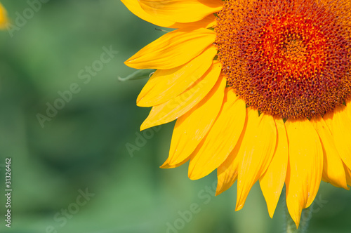 sunflower field .