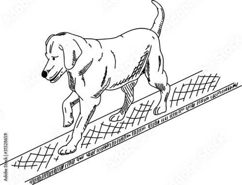 dog agility