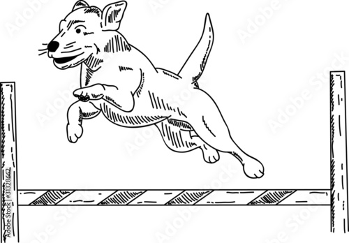 dog agility