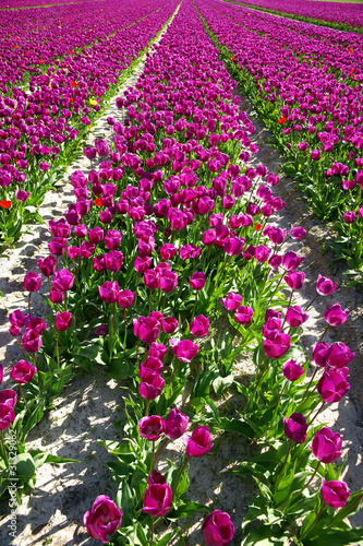 Fototapeta Naklejka Na Ścianę i Meble -  purple