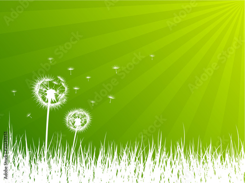 Dandelions background