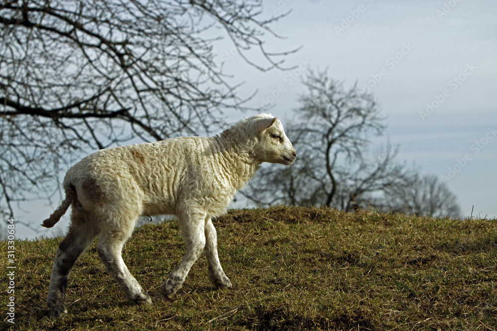 Fototapeta premium Osterlamm