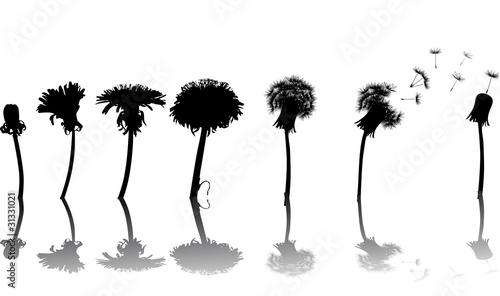 chain with dandelions and reflections