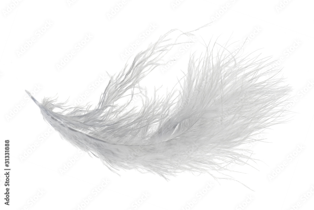 single very fluffy light feather isolated on white