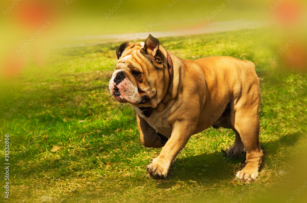 Active cute English Bulldog running in spring grass Active cute English Bulldog running in spring grass