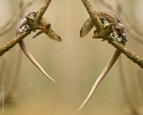 Zootoca vivipara - Love
