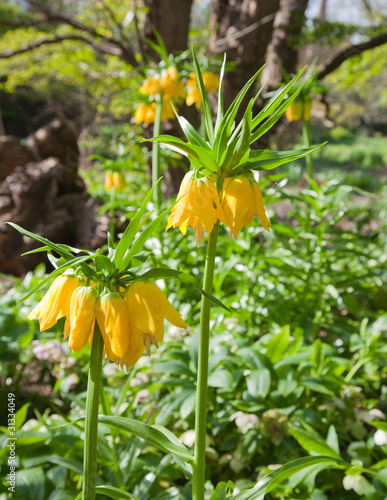 Fototapeta Naklejka Na Ścianę i Meble -  Fritillaria imperialis, Crown imperial, Kaiser's Crown,