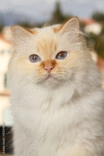 portrait of the birman cat