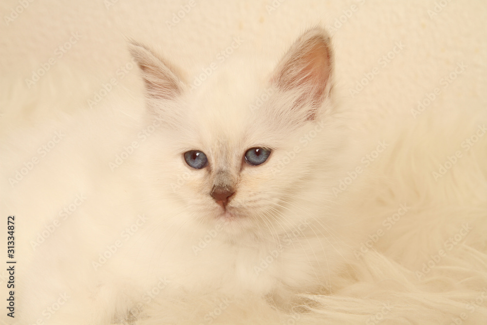 Fototapeta premium chaton birman aux yeux bleus