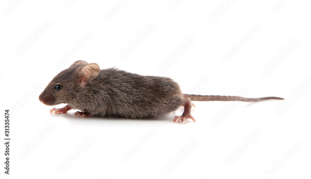 Small mouse Small mouse