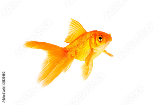 Goldfish © Sergii Figurnyi