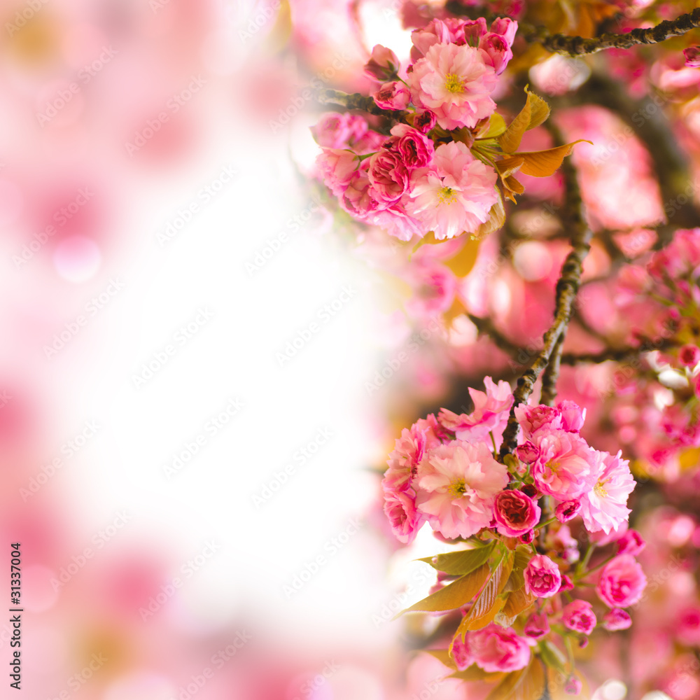 Sakura blooming