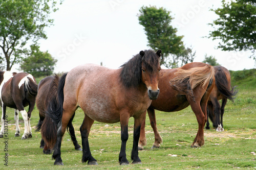 Landscape of Dartmoor National Park