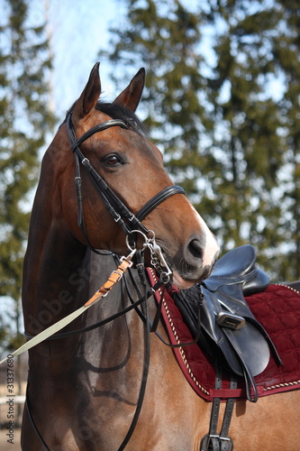 Brown horse with beautiful ammunition © virgonira