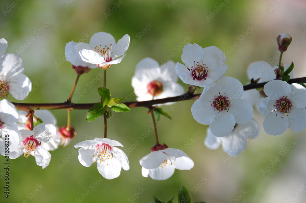 Fototapeta premium plum tree flowers