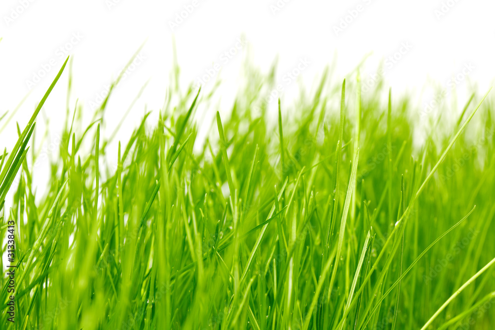 Obraz premium grass background