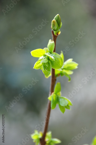 bud