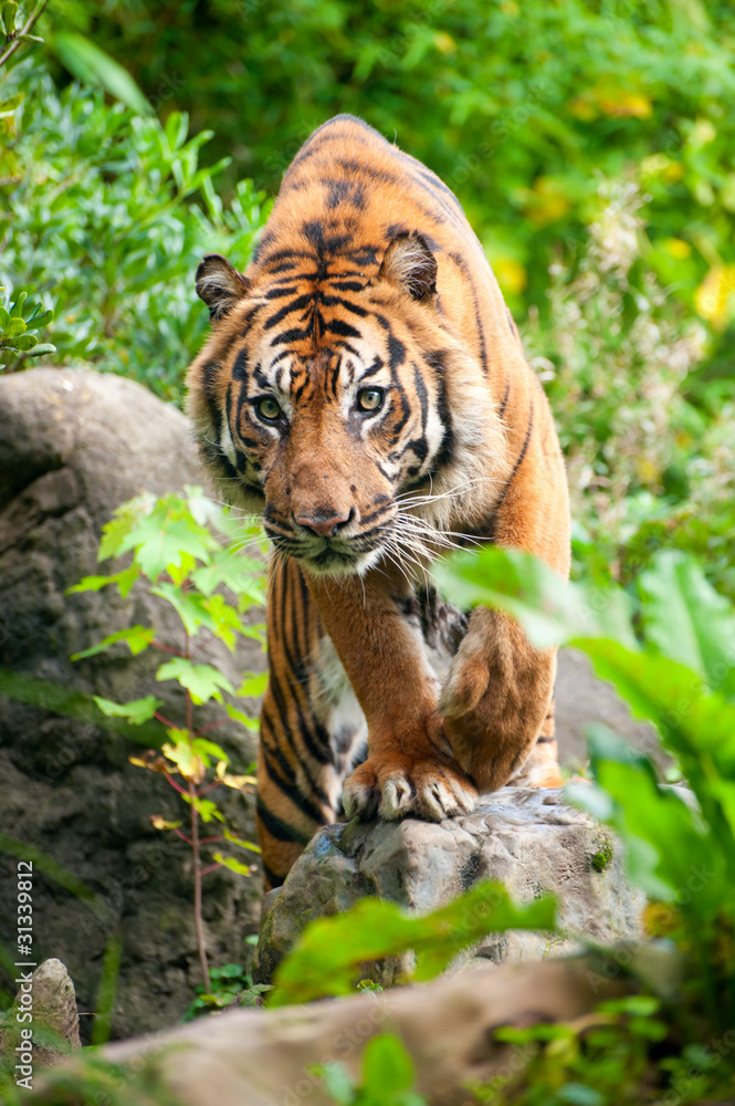Obraz premium Sumatran tiger