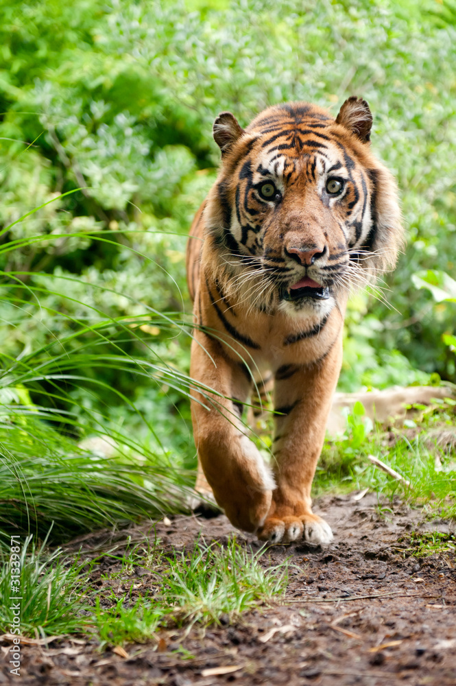 Naklejka premium Sumatran tiger