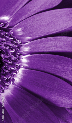 Close up  purple daisy gerbera .