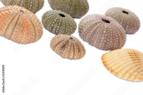 sea urchins on white background .