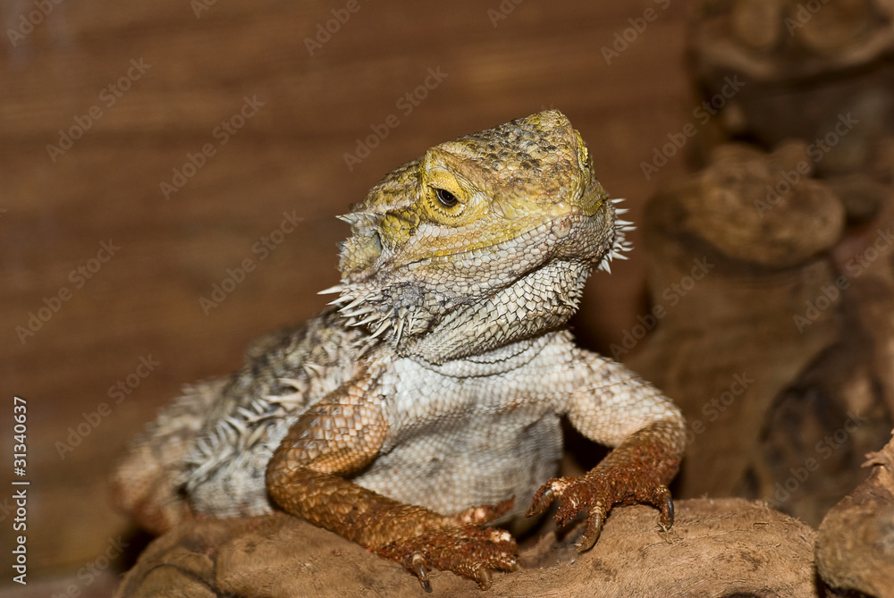 Obraz premium Bartagame