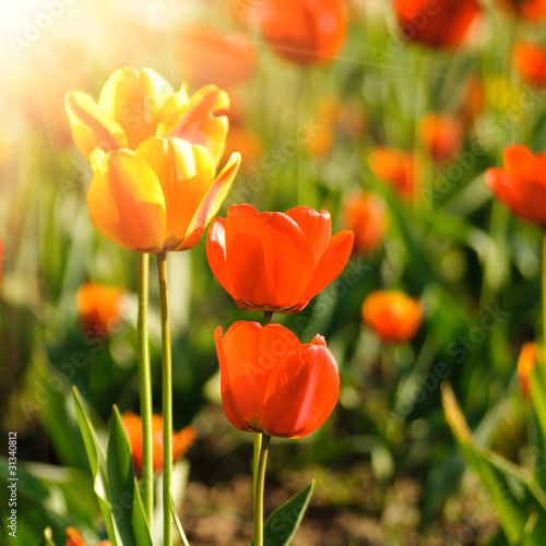 Red tulips field