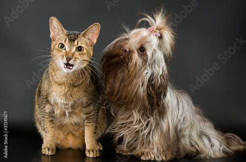 Tsvetnaya bolonka and cat in studio photo