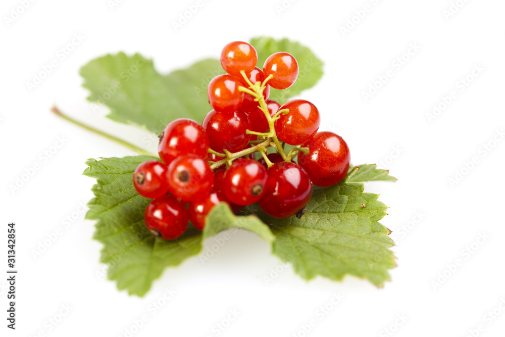 redcurrant redcurrant