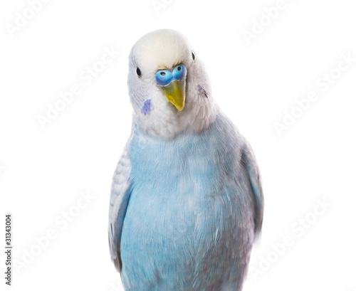 Parrot isolated on white