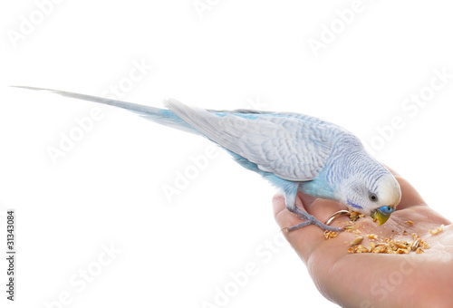 Parrot on hand, isolated on white background