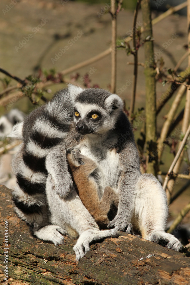 Obraz premium Ring-tailed lemur with baby