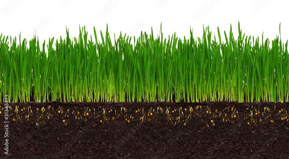 Foto Wheat grass