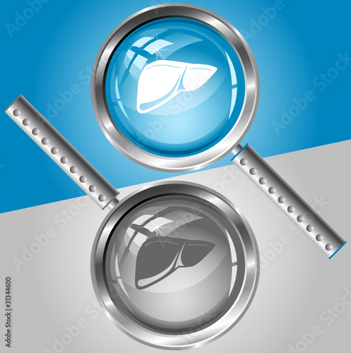 Liver. Vector magnifying glass.