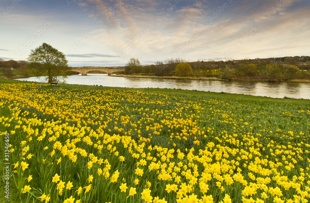 Fototapeta premium A Sea of Daffodils in Aberdeen