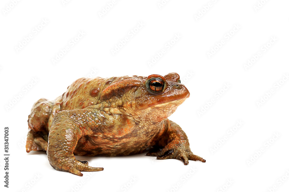 frog isolated on white frog isolated on white