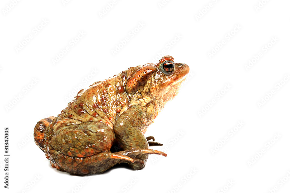 Fototapeta premium frog isolated on white