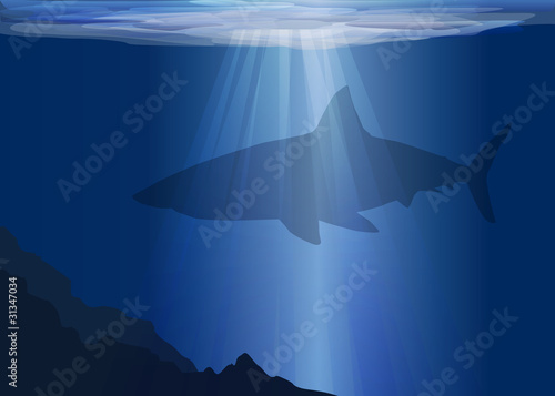Mer_Requin_Blanc_2