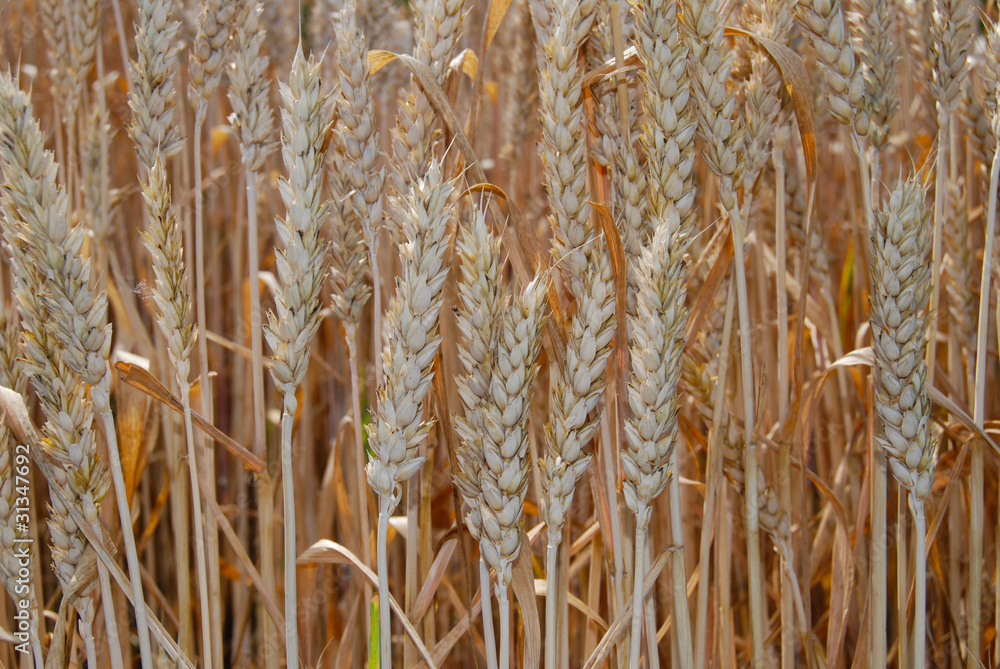 Fototapeta premium Food