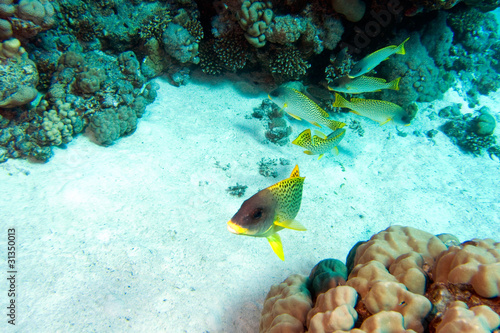 Blackspotted sweetlips in red sea, Plectorhinchus gaterinus photo